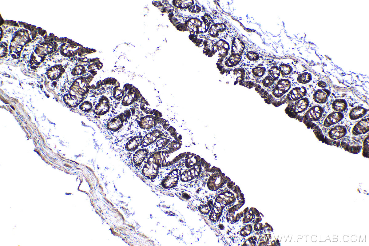 Immunohistochemical analysis of paraffin-embedded rat colon tissue slide using KHC1375 (PDHX IHC Kit).