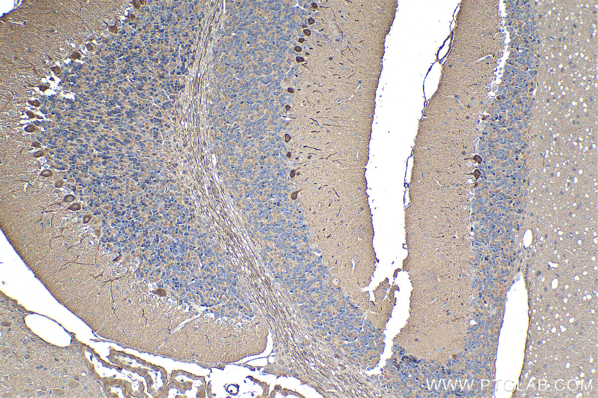 Immunohistochemical analysis of paraffin-embedded rat cerebellum tissue slide using KHC1448 (PDPK1 IHC Kit).