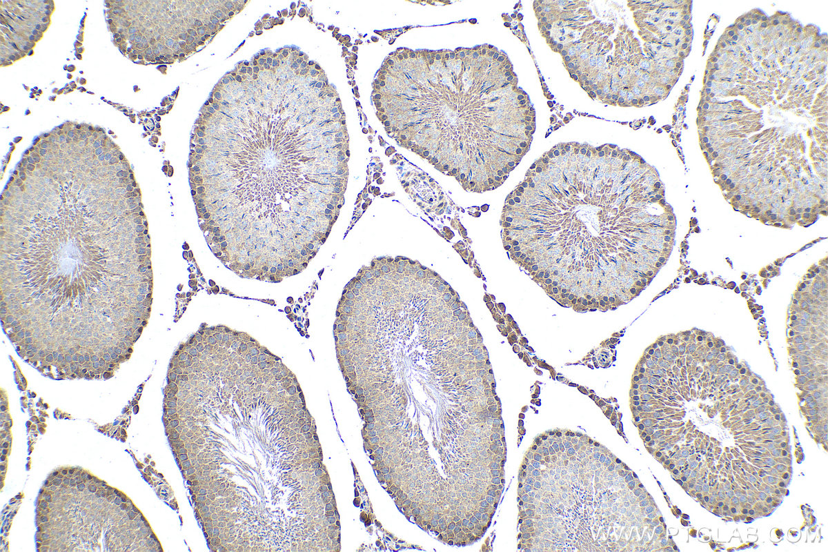 Immunohistochemical analysis of paraffin-embedded rat testis tissue slide using KHC0500 (PEBP1 IHC Kit).