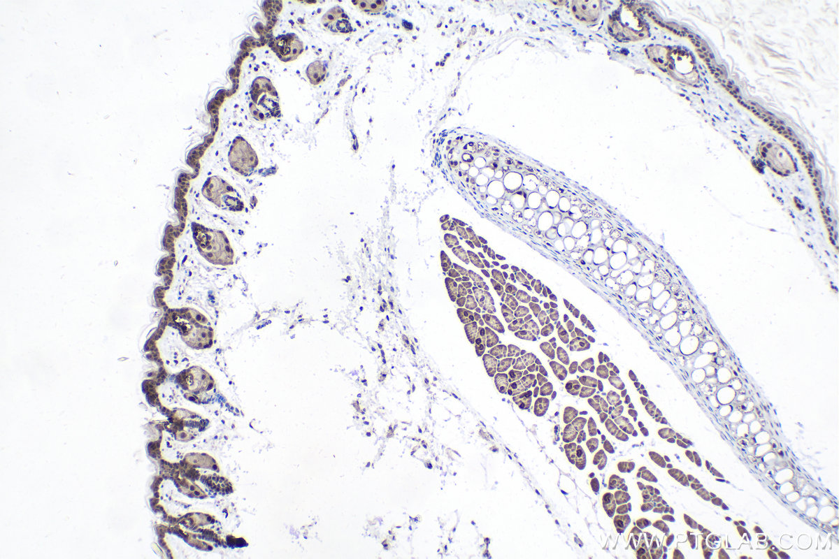 Immunohistochemical analysis of paraffin-embedded mouse skin tissue slide using KHC1806 (PEG10 IHC Kit).