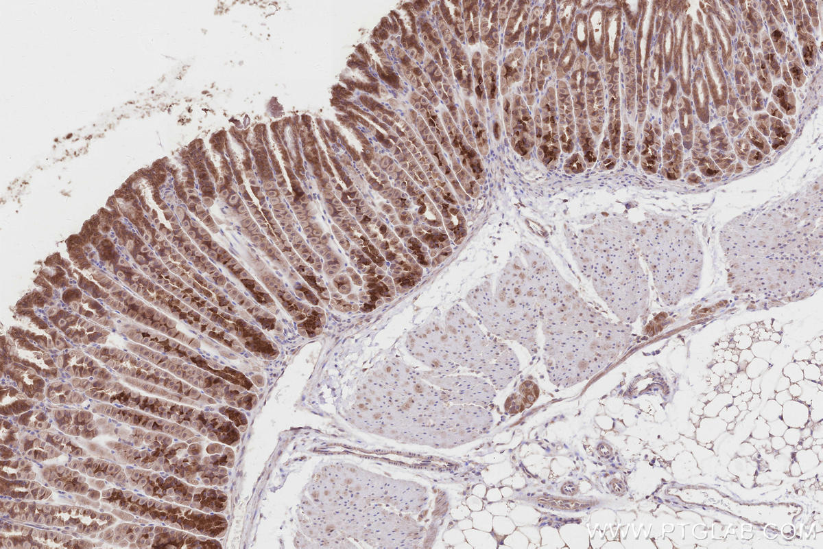 Immunohistochemical analysis of paraffin-embedded mouse stomach tissue slide using KHC2859 (PELO IHC Kit).