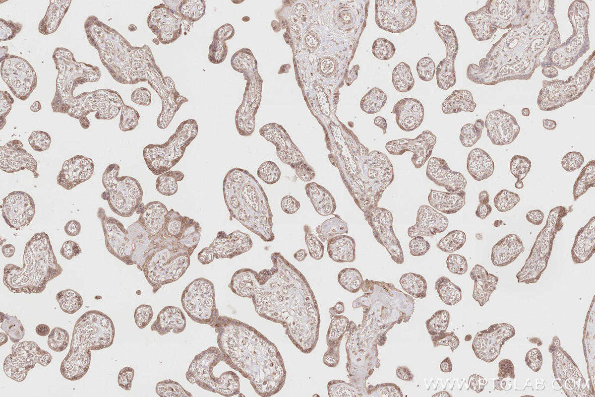 Immunohistochemical analysis of paraffin-embedded human placenta tissue slide using KHC2859 (PELO IHC Kit).
