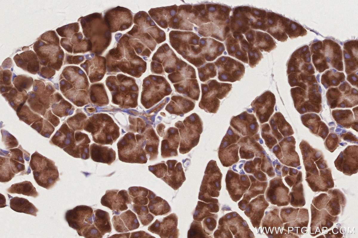 Immunohistochemical analysis of paraffin-embedded mouse pancreas tissue slide using KHC2859 (PELO IHC Kit).
