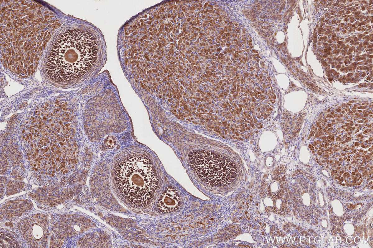 Immunohistochemical analysis of paraffin-embedded rat ovary tissue slide using KHC2859 (PELO IHC Kit).
