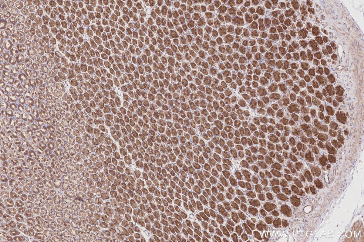 Immunohistochemical analysis of paraffin-embedded rat stomach tissue slide using KHC2859 (PELO IHC Kit).