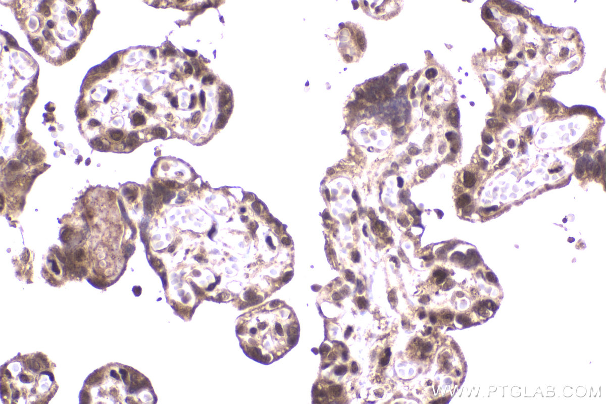 Immunohistochemical analysis of paraffin-embedded human placenta tissue slide using KHC2331 (PER3 IHC Kit).