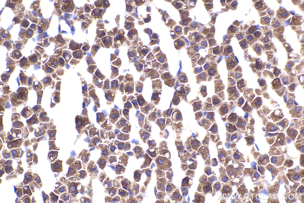 Immunohistochemical analysis of paraffin-embedded rat adrenal gland tissue slide using KHC2331 (PER3 IHC Kit).