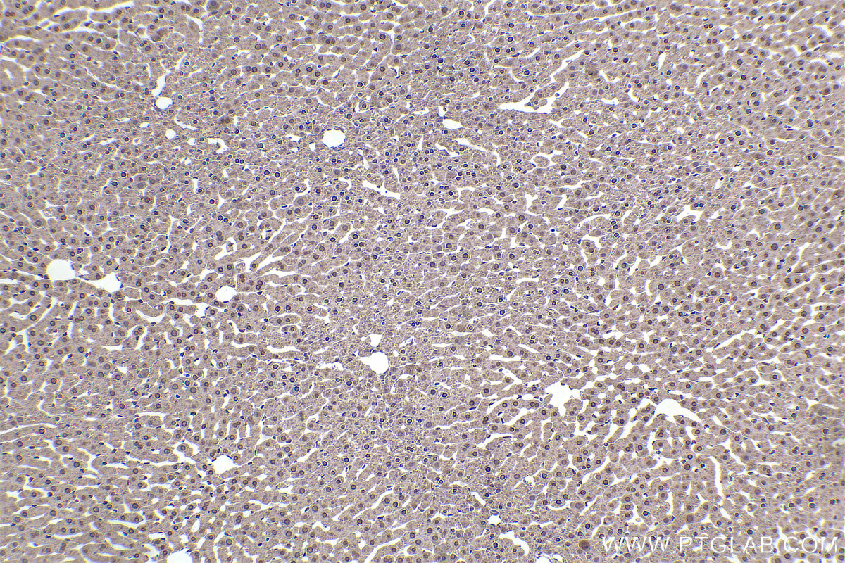 Immunohistochemical analysis of paraffin-embedded rat liver tissue slide using KHC2331 (PER3 IHC Kit).