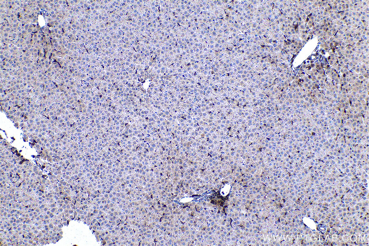 Immunohistochemical analysis of paraffin-embedded rat liver tissue slide using KHC0519 (PFN1 IHC Kit).