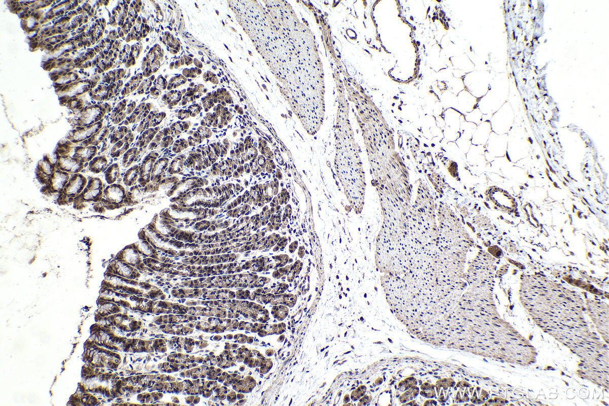 Immunohistochemical analysis of paraffin-embedded rat stomach tissue slide using KHC1487 (PHF14 IHC Kit).