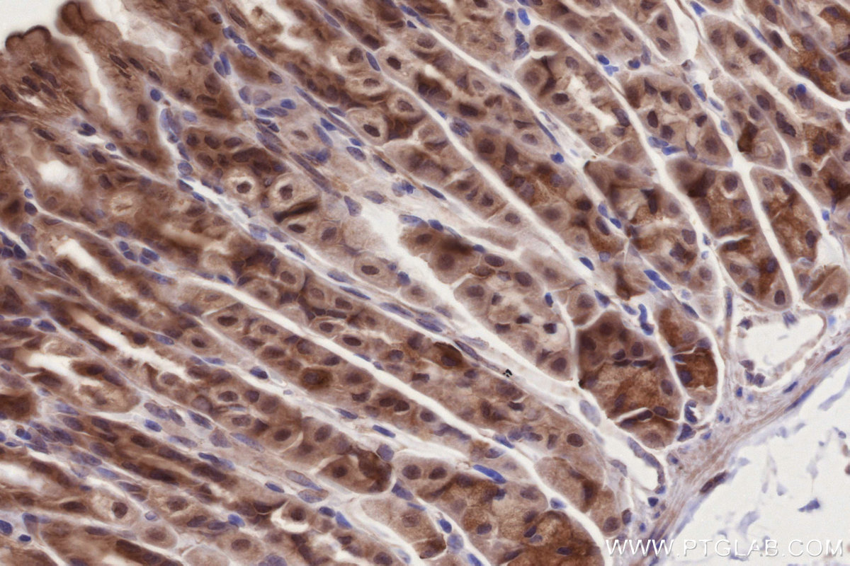 Immunohistochemical analysis of paraffin-embedded mouse stomach tissue slide using KHC2742 (PIBF1 IHC Kit).