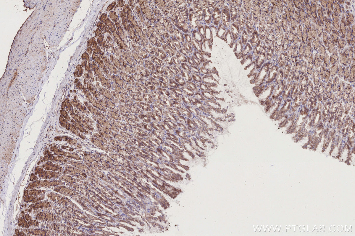 Immunohistochemical analysis of paraffin-embedded rat stomach tissue slide using KHC2742 (PIBF1 IHC Kit).