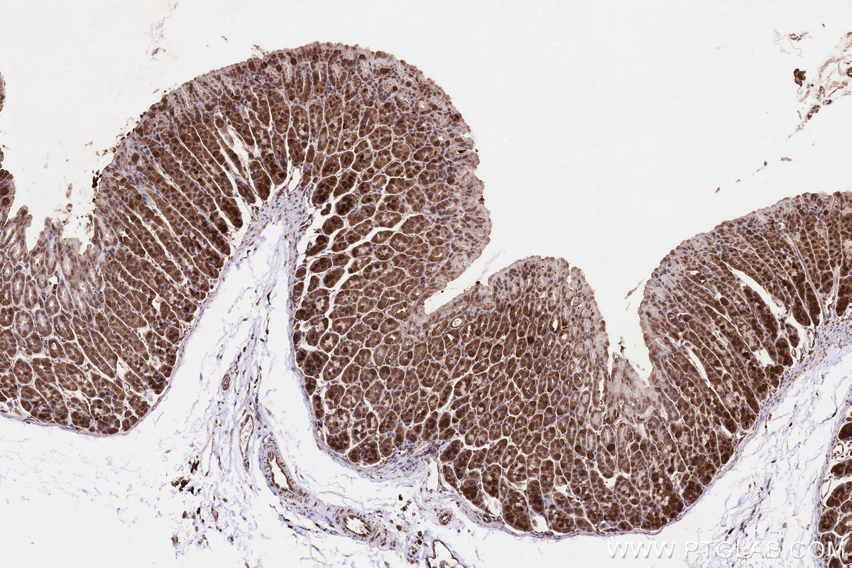 Immunohistochemical analysis of paraffin-embedded mouse stomach tissue slide using KHC3234 (PIGP IHC Kit).