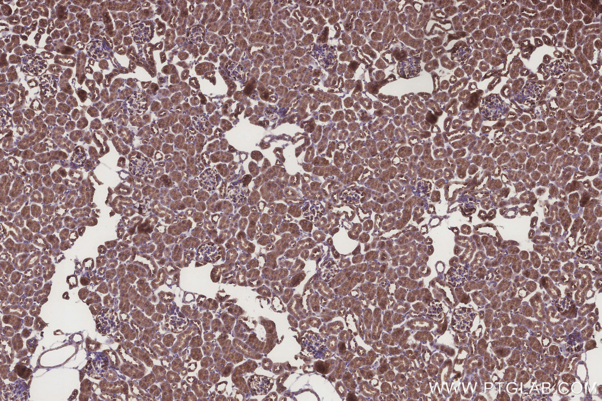 Immunohistochemical analysis of paraffin-embedded mouse kidney tissue slide using KHC3234 (PIGP IHC Kit).