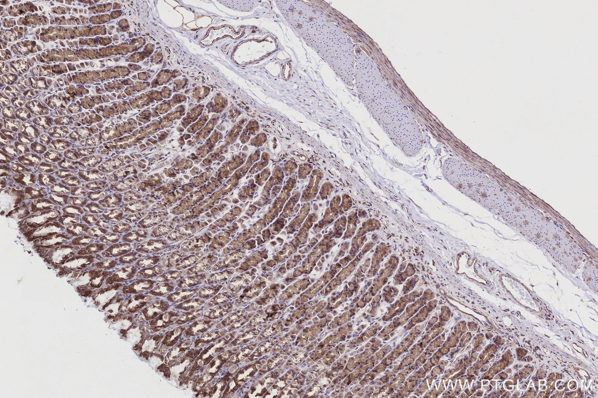 Immunohistochemical analysis of paraffin-embedded rat stomach tissue slide using KHC2746 (PIK3R3 IHC Kit).