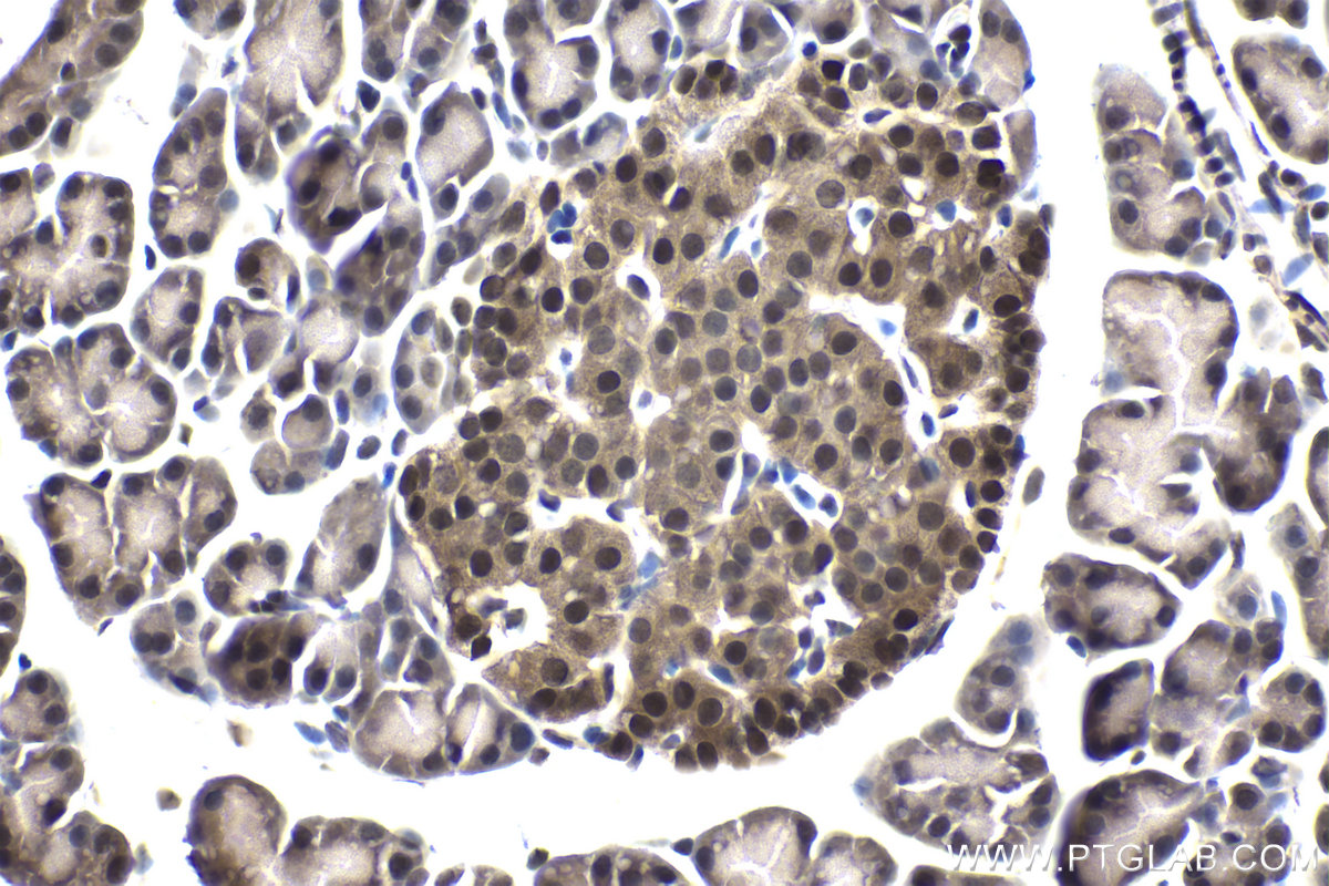 Immunohistochemical analysis of paraffin-embedded rat pancreas tissue slide using KHC1716 (PIN1 IHC Kit).