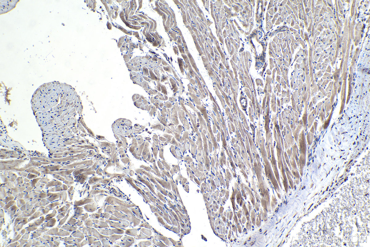 Immunohistochemical analysis of paraffin-embedded rat heart tissue slide using KHC1071 (PINK1 IHC Kit).