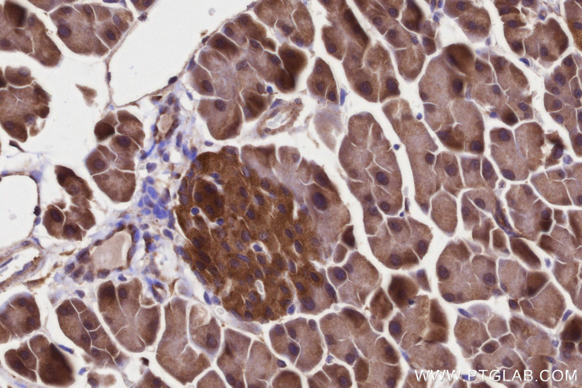 Immunohistochemical analysis of paraffin-embedded mouse pancreas tissue slide using KHC3215 (PITPNB IHC Kit). Immunohistochemical analysis of paraffin-embedded mouse pancreas tissue slide using KHC3215 (PITPNB IHC Kit).