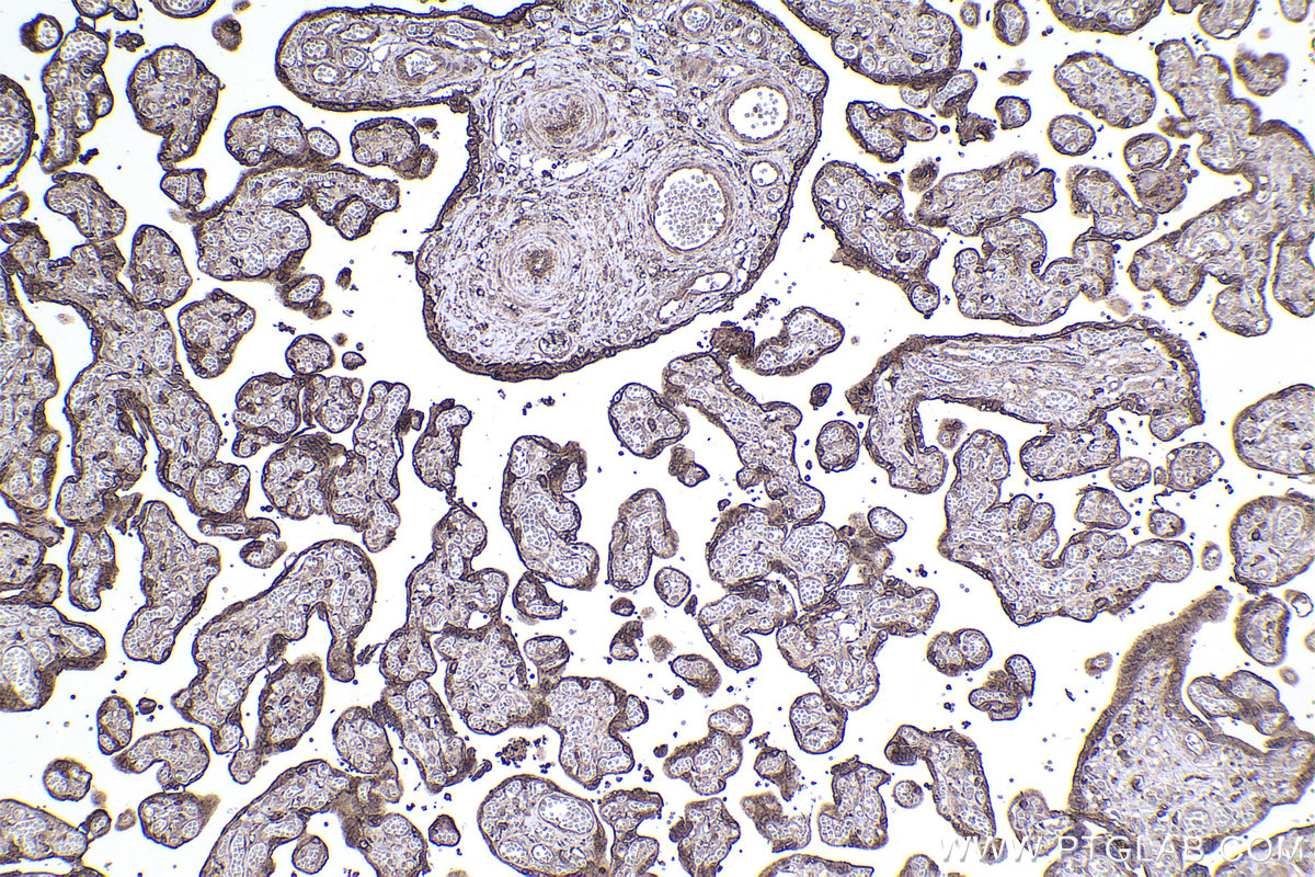 Immunohistochemical analysis of paraffin-embedded human placenta tissue slide using KHC2343 (PKIA IHC Kit).