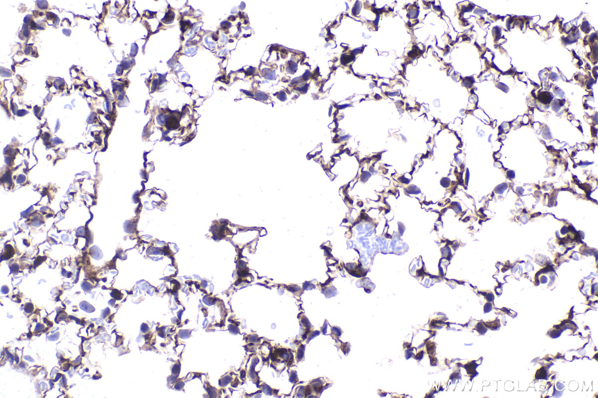 Immunohistochemical analysis of paraffin-embedded mouse lung tissue slide using KHC2343 (PKIA IHC Kit).