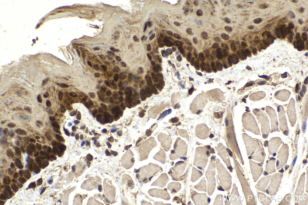 Immunohistochemical analysis of paraffin-embedded mouse tongue tissue slide using KHC2184 (PKM2 IHC Kit).