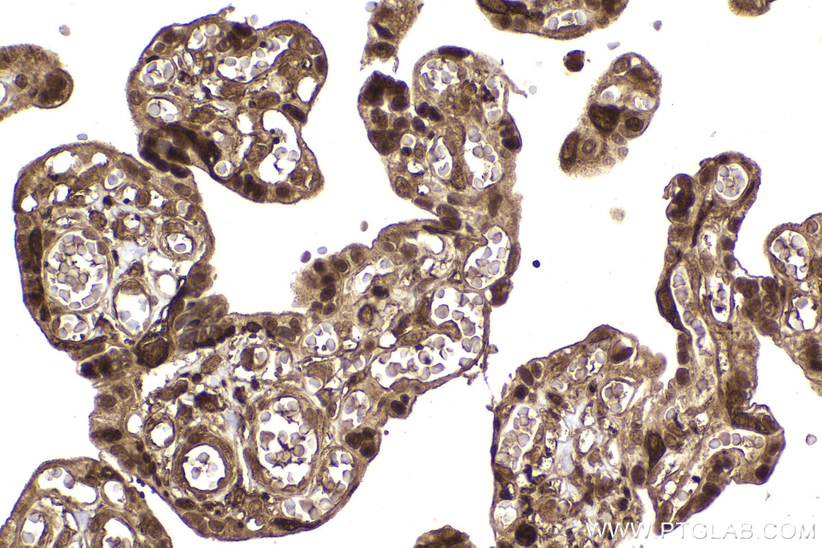 Immunohistochemical analysis of paraffin-embedded human placenta tissue slide using KHC2184 (PKM2 IHC Kit).