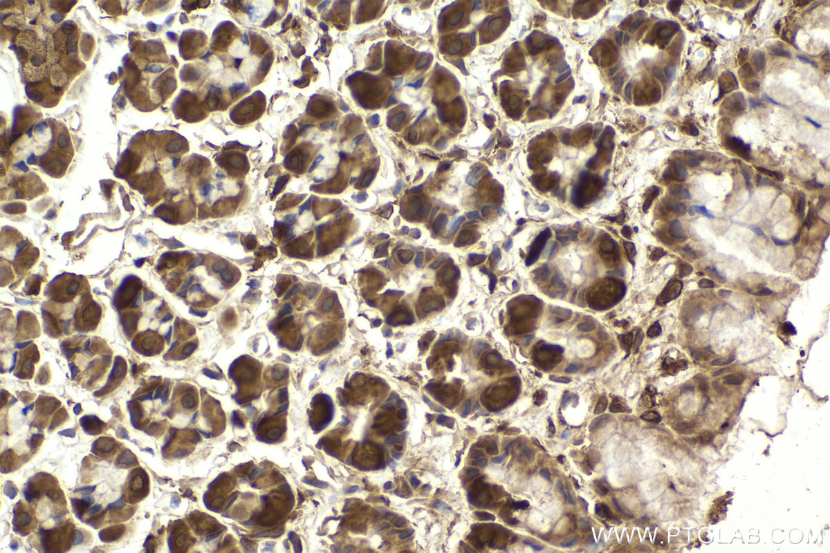 Immunohistochemical analysis of paraffin-embedded rat stomach tissue slide using KHC2184 (PKM2 IHC Kit).