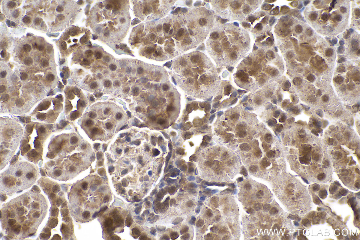 Immunohistochemical analysis of paraffin-embedded rat kidney tissue slide using KHC0774 (PLAA IHC Kit).