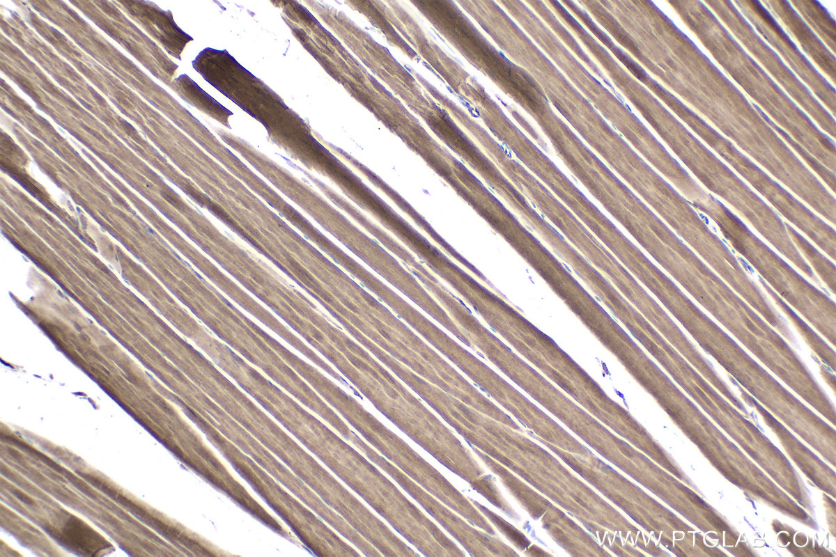 Immunohistochemical analysis of paraffin-embedded rat skeletal muscle tissue slide using KHC1931 (PLK3 IHC Kit).