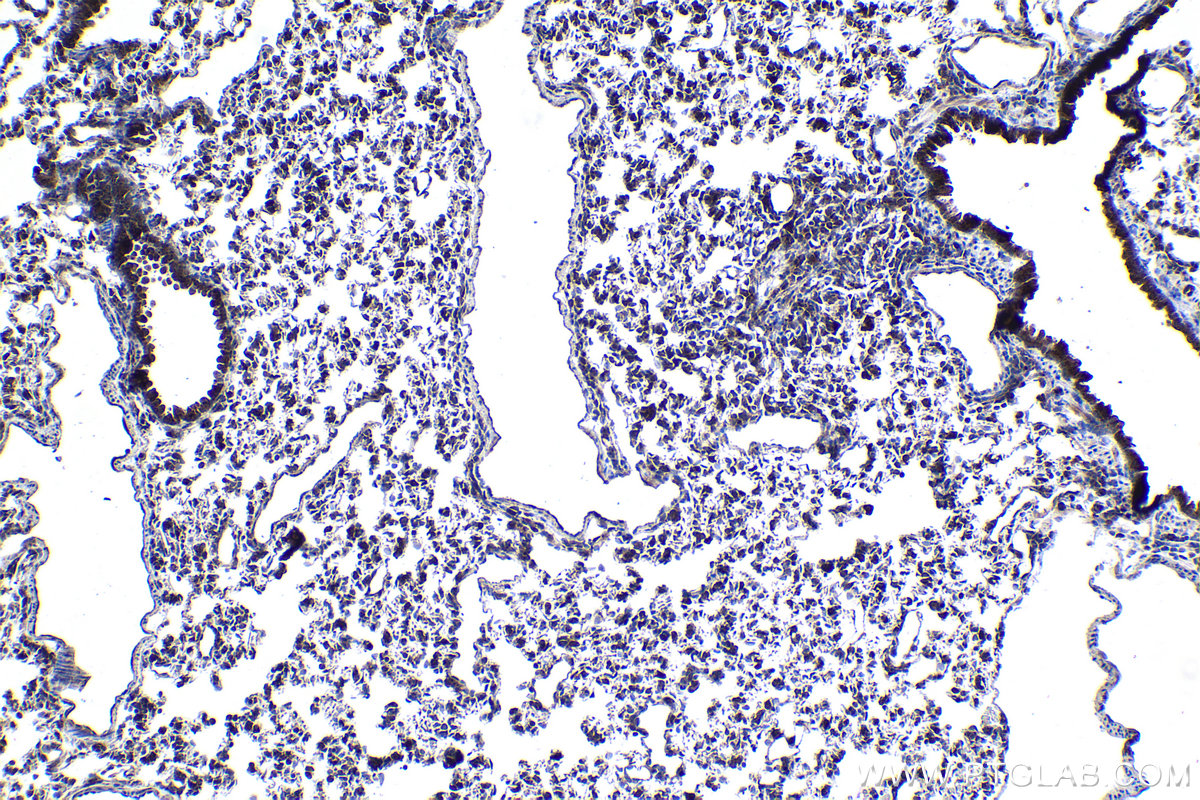 Immunohistochemical analysis of paraffin-embedded rat lung tissue slide using KHC1090 (PLUNC IHC Kit).