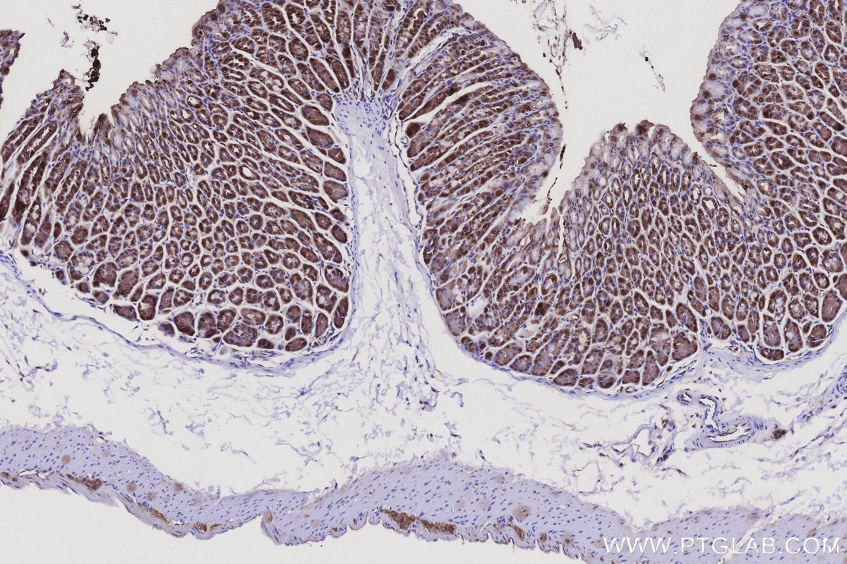 Immunohistochemical analysis of paraffin-embedded mouse stomach tissue slide using KHC3139 (PMM2 IHC Kit).