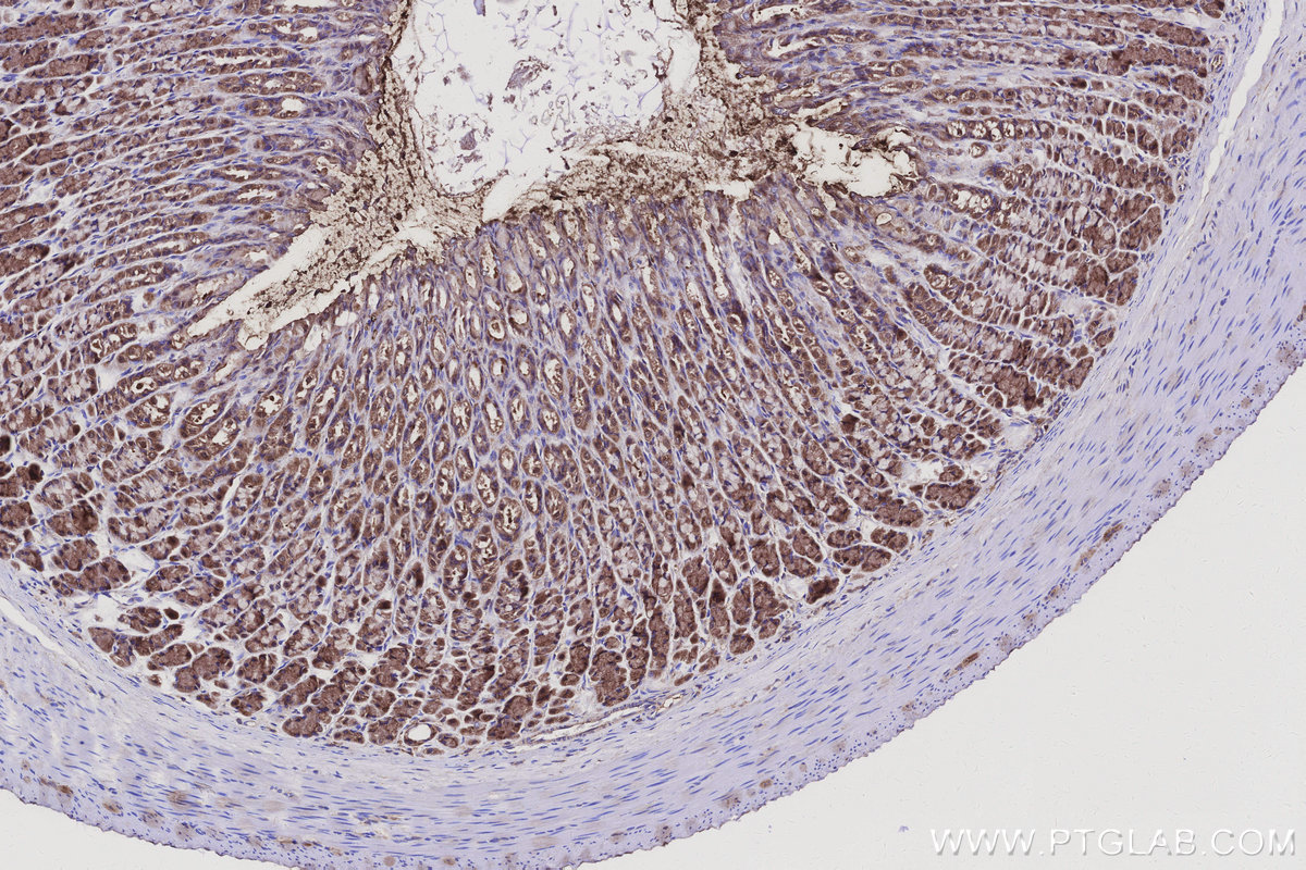 Immunohistochemical analysis of paraffin-embedded rat stomach tissue slide using KHC3139 (PMM2 IHC Kit).