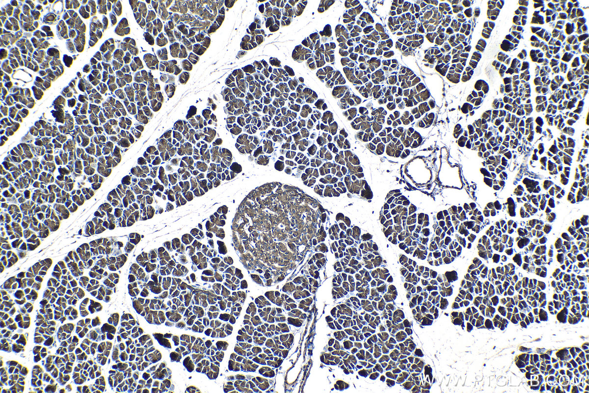 Immunohistochemical analysis of paraffin-embedded rat pancreas tissue slide using KHC1332 (PNLIP IHC Kit).