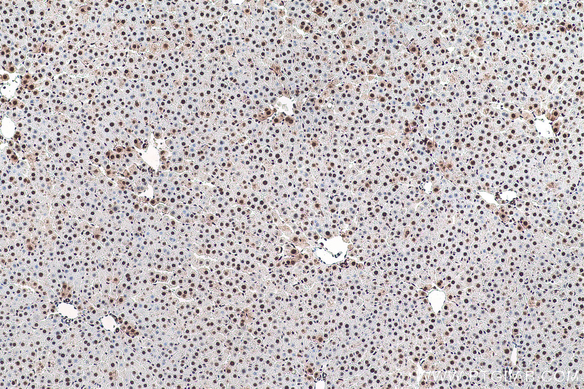 Immunohistochemical analysis of paraffin-embedded rat liver tissue slide using KHC0929 (POLR2E/RPB5 IHC Kit).