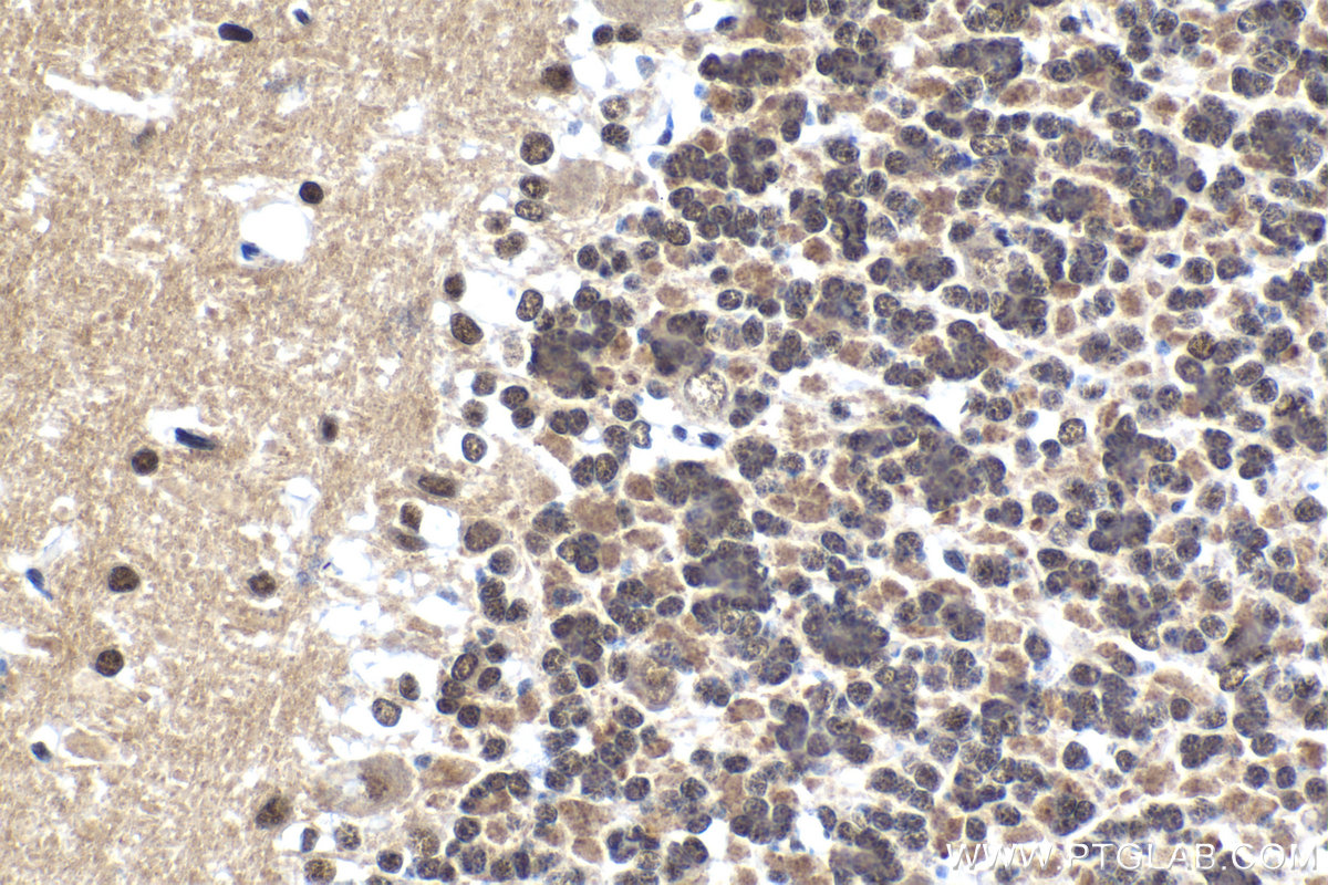 Immunohistochemical analysis of paraffin-embedded rat cerebellum tissue slide using KHC1549 (POU3F2/BRN2 IHC Kit).