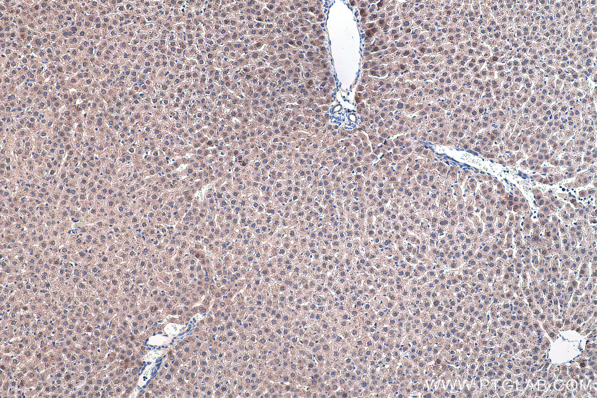 Immunohistochemical analysis of paraffin-embedded rat liver tissue slide using KHC0447 (PPIF IHC Kit).