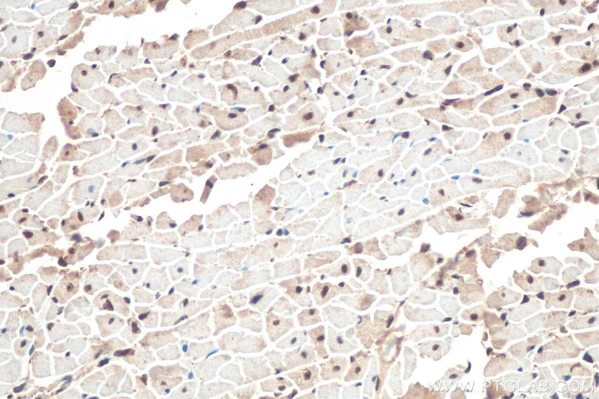 Immunohistochemical analysis of paraffin-embedded rat heart tissue slide using KHC0836 (PPIL1 IHC Kit).