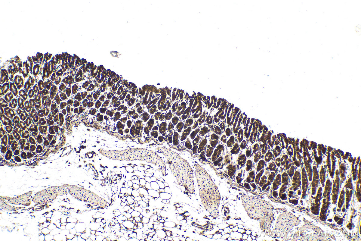 Immunohistochemical analysis of paraffin-embedded mouse stomach tissue slide using KHC1586 (PPM1A IHC Kit).