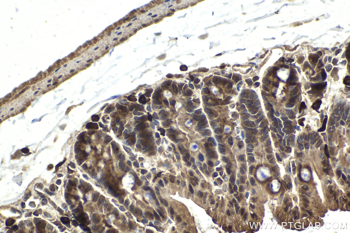 Immunohistochemical analysis of paraffin-embedded mouse intestine tissue slide using KHC2035 (PPP1CA IHC Kit).