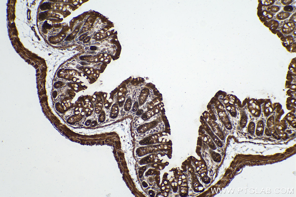 Immunohistochemical analysis of paraffin-embedded mouse colon tissue slide using KHC0850 (PPP1CB IHC Kit).