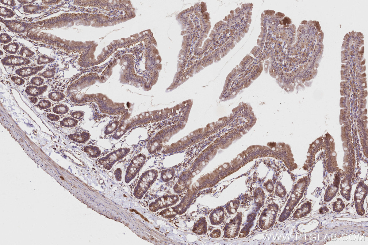 Immunohistochemical analysis of paraffin-embedded rat small intestine tissue slide using KHC2811 (PRAP1 IHC Kit).