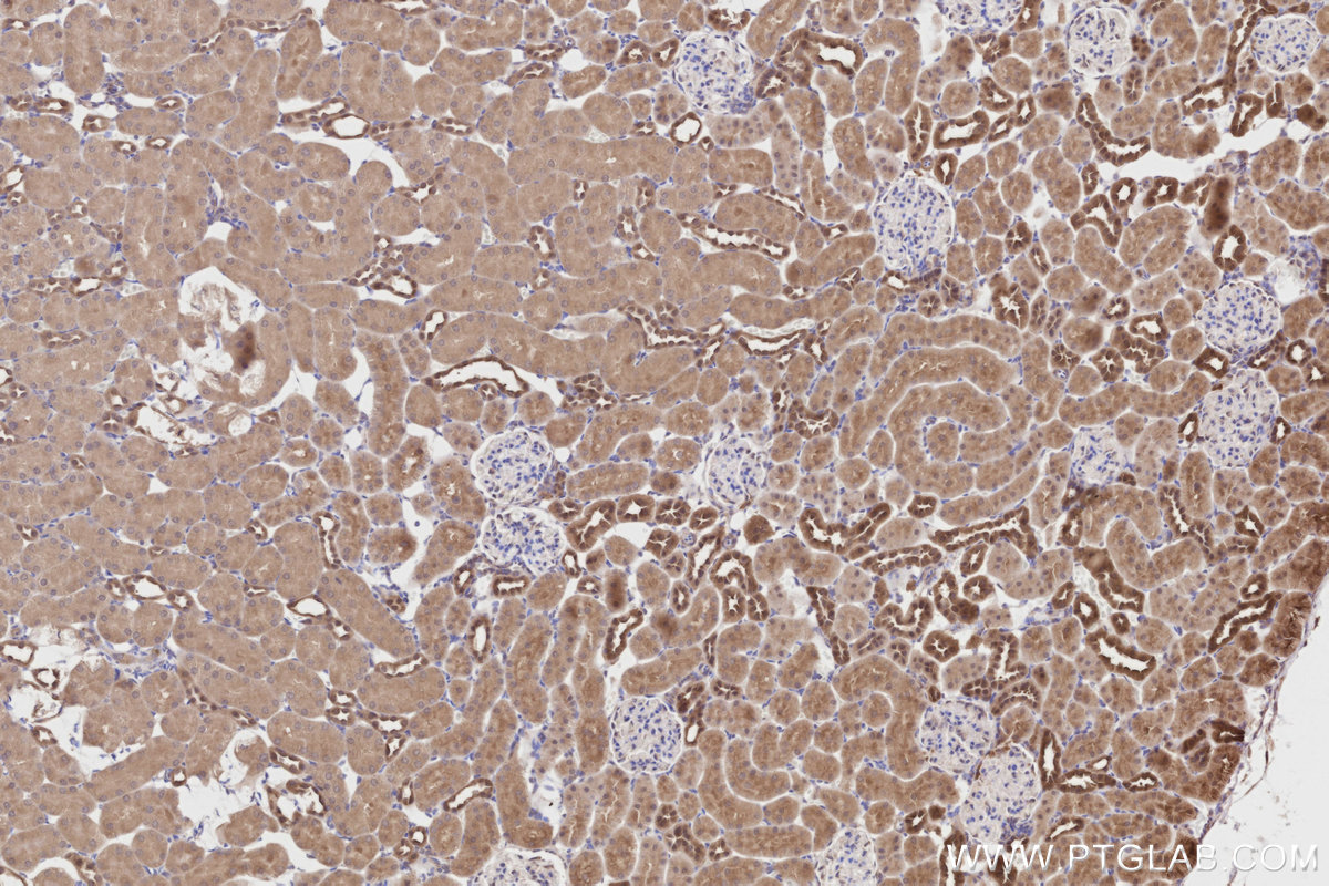 Immunohistochemical analysis of paraffin-embedded rat kidney tissue slide using KHC2811 (PRAP1 IHC Kit).