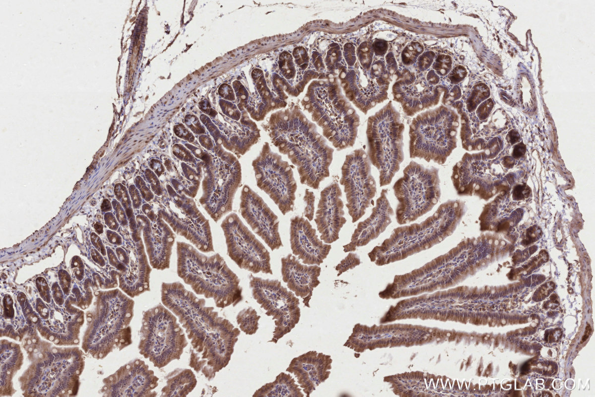 Immunohistochemical analysis of paraffin-embedded mouse small intestine tissue slide using KHC2811 (PRAP1 IHC Kit).
