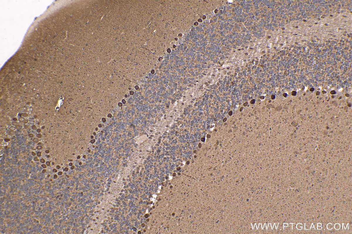 Immunohistochemical analysis of paraffin-embedded mouse cerebellum tissue slide using KHC1628 (PRKAA2 IHC Kit).