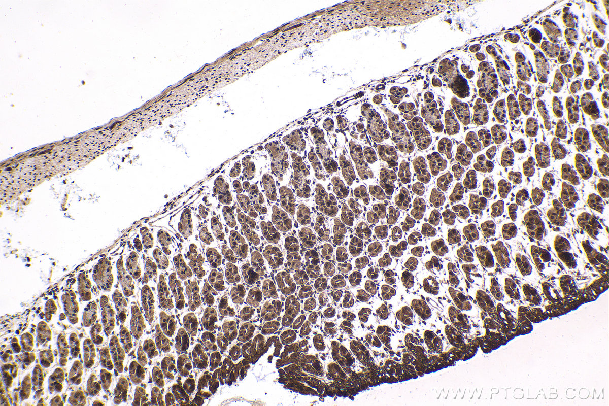 Immunohistochemical analysis of paraffin-embedded mouse stomach tissue slide using KHC1676 (PRKCD IHC Kit).