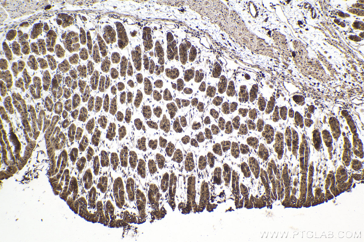 Immunohistochemical analysis of paraffin-embedded mouse stomach tissue slide using KHC2000 (PRPF19 IHC Kit).