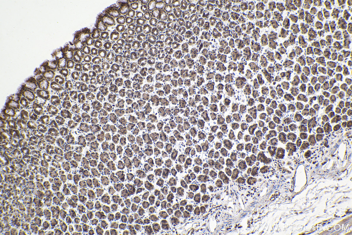 Immunohistochemical analysis of paraffin-embedded rat stomach tissue slide using KHC2000 (PRPF19 IHC Kit).