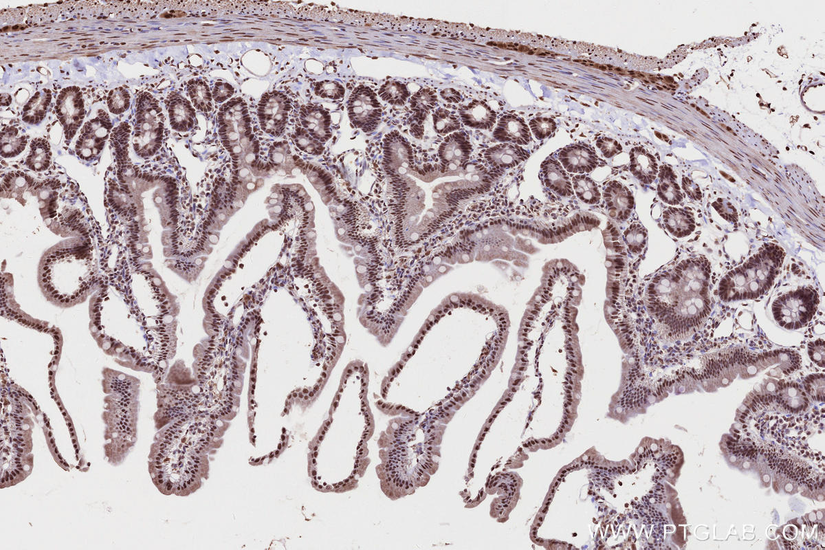 Immunohistochemical analysis of paraffin-embedded rat small intestine tissue slide using KHC2684 (PRPF38A IHC Kit).
