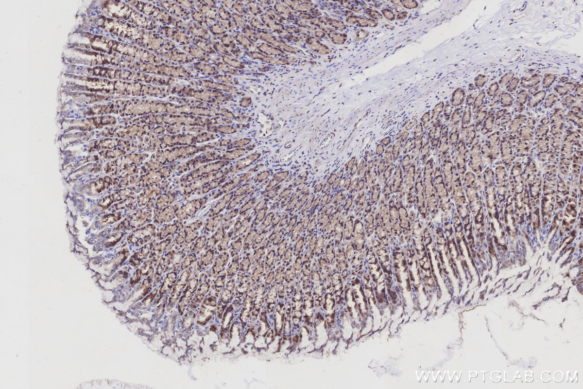 Immunohistochemical analysis of paraffin-embedded rat stomach tissue slide using KHC3076 (PRRC2C IHC Kit).