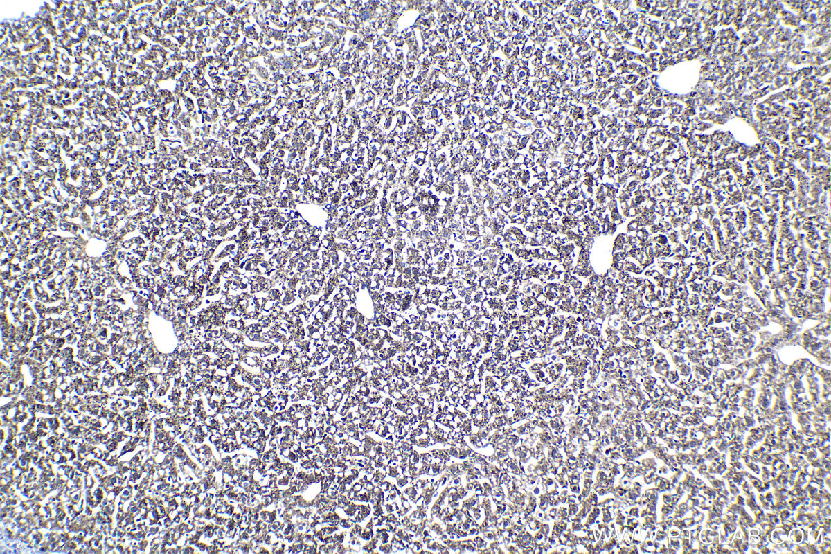 Immunohistochemical analysis of paraffin-embedded mouse liver tissue slide using KHC1407 (PSAP IHC Kit).